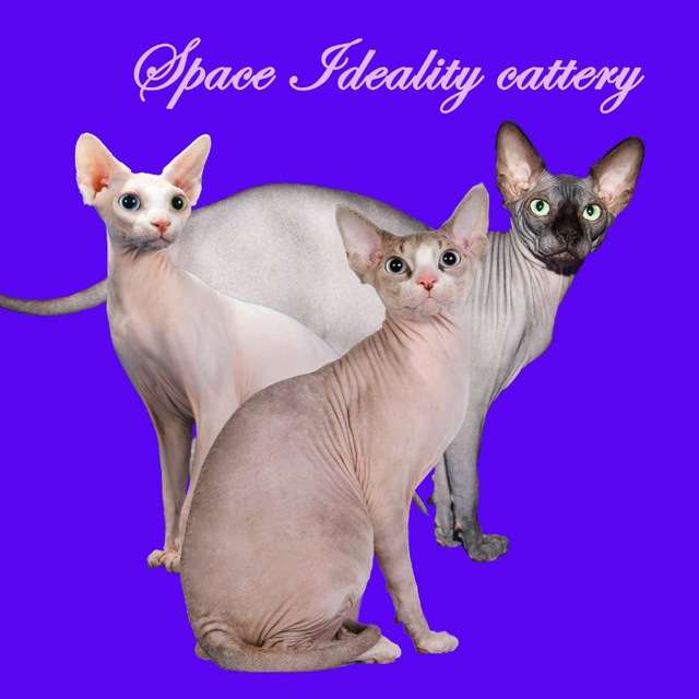 Аватар Сфинксы Sphynxspace Питомник сфинксов Sphynx Cats